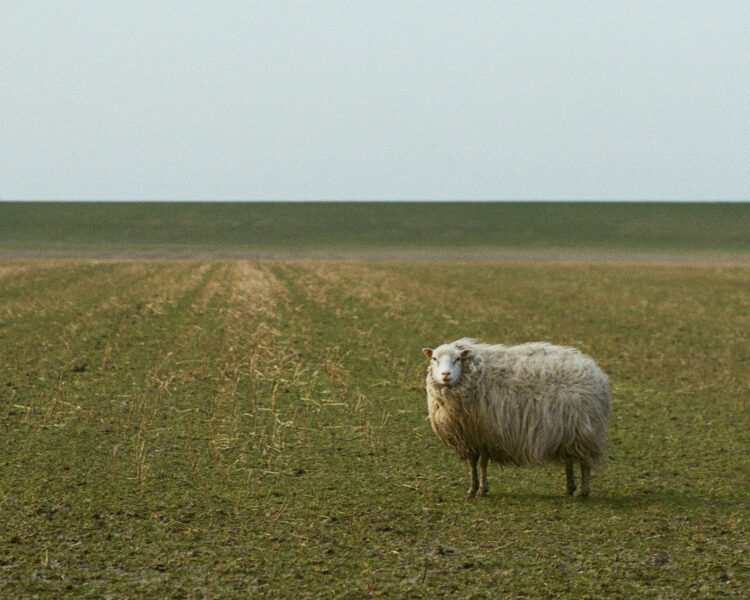 Winterschaap